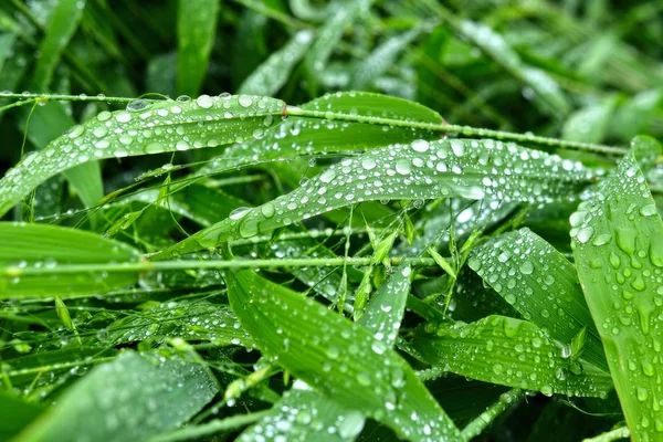 Concentrazione selettiva. immagine. Primo piano del fogliame verde fresco con gocce d'acqua dopo la pioggia . — Foto Stock