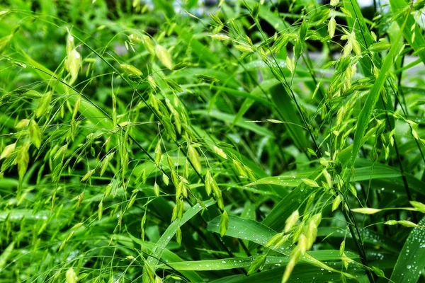 选择性聚焦。图像。雨后水滴新鲜绿叶的特写. — 图库照片