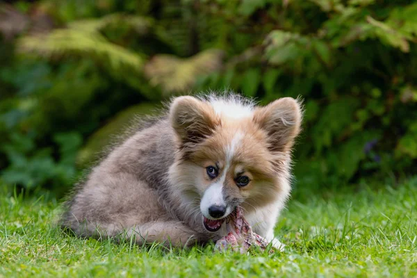 Welsh Corgi štěně leží v zelené trávě nedaleko křoví a hlodaví kost. — Stock fotografie