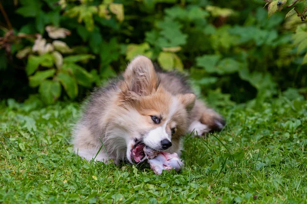 Cãozinho Corgi galês deitado em uma grama verde perto de um arbusto e roendo um osso . — Fotografia de Stock