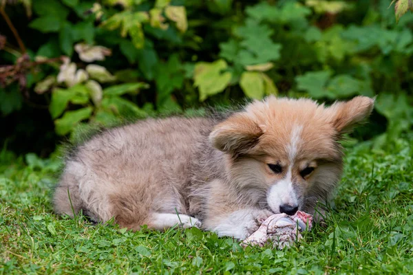 Welsh Corgi puppy liggend in een groen gras in de buurt van een Bush en knagen een bot. — Stockfoto