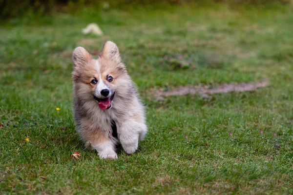 O corgi galês Pembroke fofo corre através da grama em um prado verde . — Fotografia de Stock