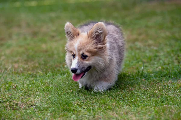 O corgi galês Pembroke fofo corre através da grama em um prado verde . — Fotografia de Stock