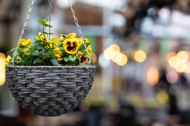 sokak kafenin dış asılı renkli pansy çiçekler ile pot - görüntü