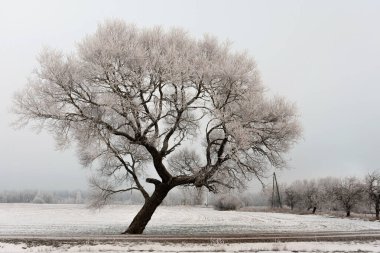Soğuk kış sabahı bir yol ve yalnız ağaç manzara.