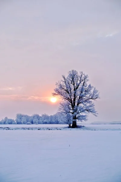 Paisaje invernal. Árbol solitario en un campo nevado al amanecer —  Fotos de Stock
