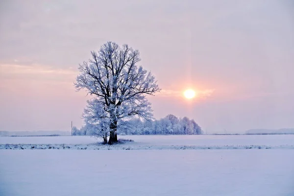 Paisaje invernal. Árbol solitario en un campo nevado al amanecer —  Fotos de Stock