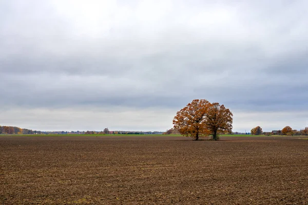 Eenzame bomen in het midden van een bebouwd veld op een bewolkte herfstochtend. — Stockfoto