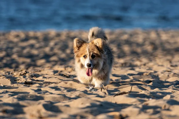 Hora Pôr Sol Galês Corgi Fofo Corre Redor Praia Brinca — Fotografia de Stock