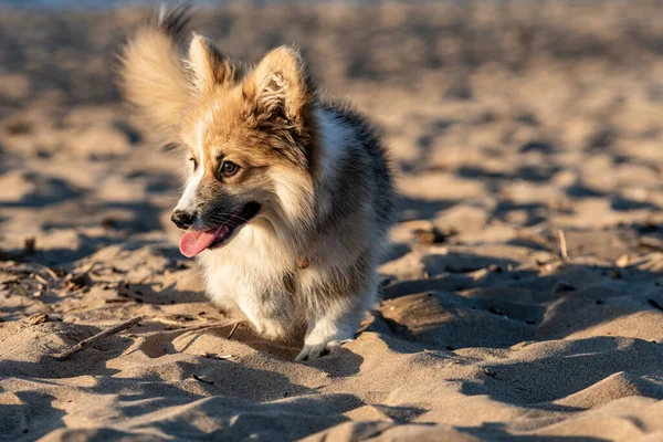 Napnyugtakor Welsh Corgi Bolyhos Szaladgál Parton Játszik Homokban — Stock Fotó