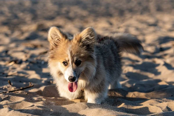 Napnyugtakor Welsh Corgi Bolyhos Szaladgál Parton Játszik Homokban — Stock Fotó