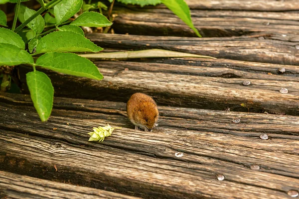 a close-up of a mouse sitting on a wooden footbridge on a lake and eating cereals