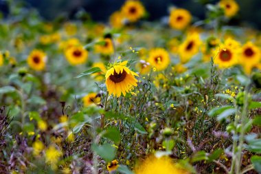 Yağmurlu bir günde, bir tarlada çiçek açan ayçiçeklerine yakın çekim, sığ alan derinliği