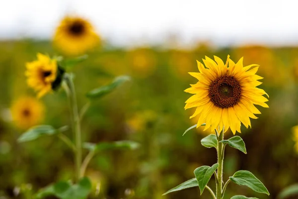 Close Blooming Sunflowers Field Raining Day Shallow Depth Field Stock Image