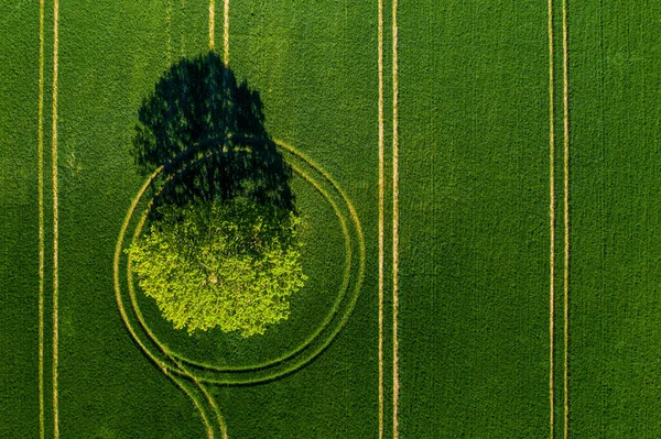 Прекрасный Вид Сверху Одинокое Дерево Зеленом Поле Идеальный Дневной Свет — стоковое фото