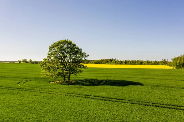 Lets Landelijk Landschap Met Eenzame Boom Midden Een Groen Landbouwveld — Stockfoto