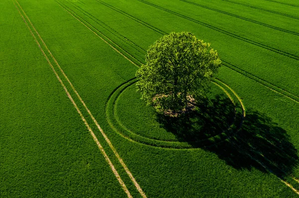 wonderful view from above on lonely tree in a green field, perfect afternoon light, shadows and colors