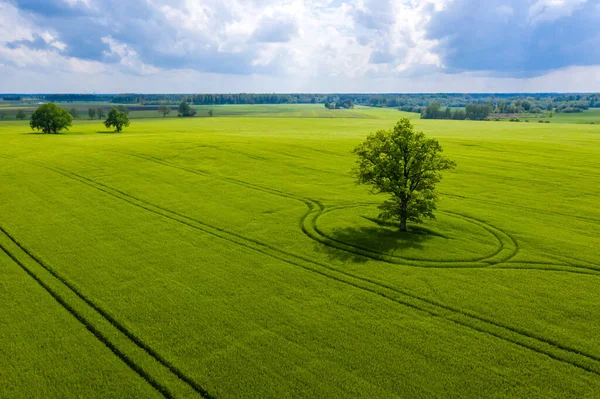 Lets Landelijk Landschap Met Eenzame Boom Midden Een Groen Landbouwveld — Stockfoto