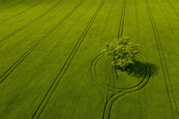 wonderful view from above on lonely tree in a green field, perfect afternoon light, shadows and colors