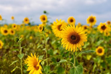 Güneş ışığındaki ayçiçeği tarlası, yaz mevsiminde parlak çiçek manzarası, güzel güneş çiçekleri, gür yapraklı birçok bitki.