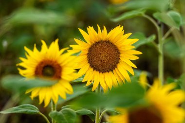Güneş ışığındaki ayçiçeği tarlası, yaz mevsiminde parlak çiçek manzarası, güzel güneş çiçekleri, gür yapraklı birçok bitki.