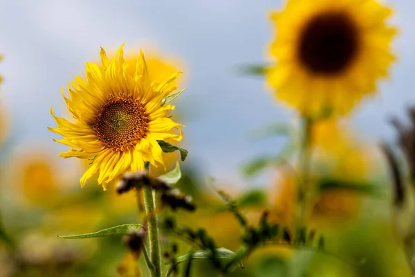 太陽の下でのひまわり畑 夏の鮮やかな花の風景 美しい太陽の花の花 緑豊かな葉を持つ多くの植物 — ストック写真