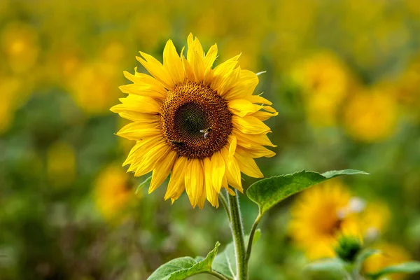 太陽の下でのひまわり畑 夏の鮮やかな花の風景 美しい太陽の花の花 緑豊かな葉を持つ多くの植物 — ストック写真