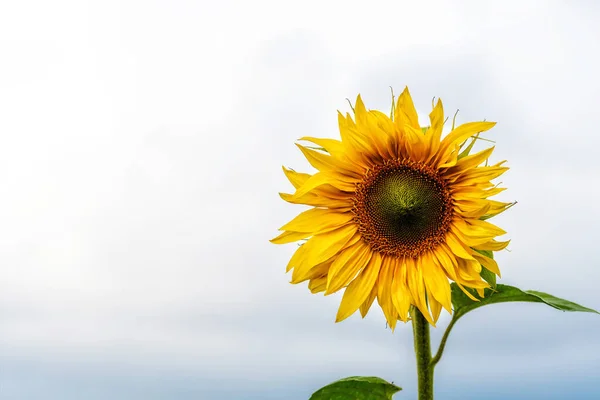 太陽の下でのひまわり畑 夏の鮮やかな花の風景 美しい太陽の花の花 緑豊かな葉を持つ多くの植物 — ストック写真