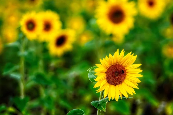 太陽の下でのひまわり畑 夏の鮮やかな花の風景 美しい太陽の花の花 緑豊かな葉を持つ多くの植物 — ストック写真