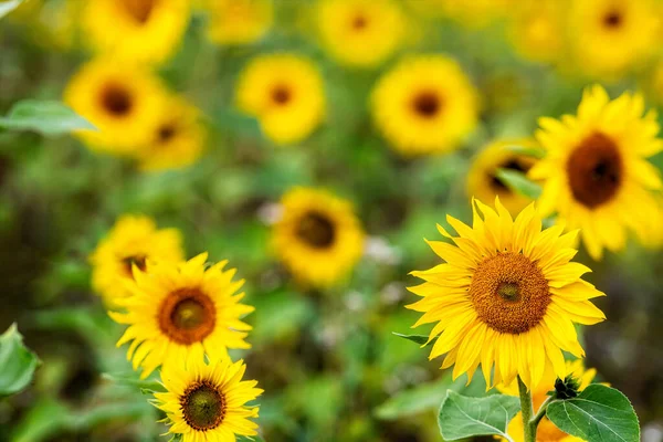 Campo Girassol Sol Paisagem Vibrante Brilhante Flor Hora Verão Flores — Fotografia de Stock