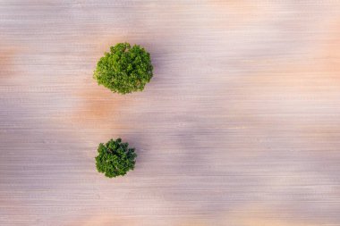Tarım alanının ortasındaki iki ağacın yukarıdan görünüşü, traktör izlerinin olduğu alan, kopyalama alanı.