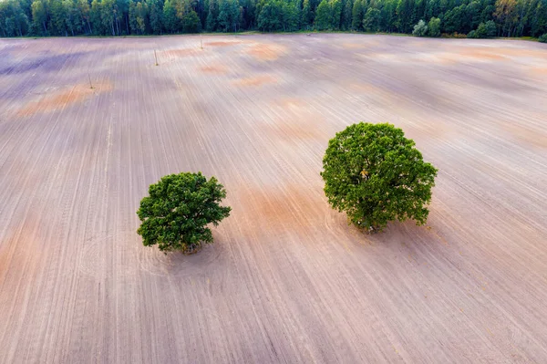 森林边耕地中心的两棵树的鸟瞰图 有拖拉机跑道的田地 农业工业的概念 — 图库照片