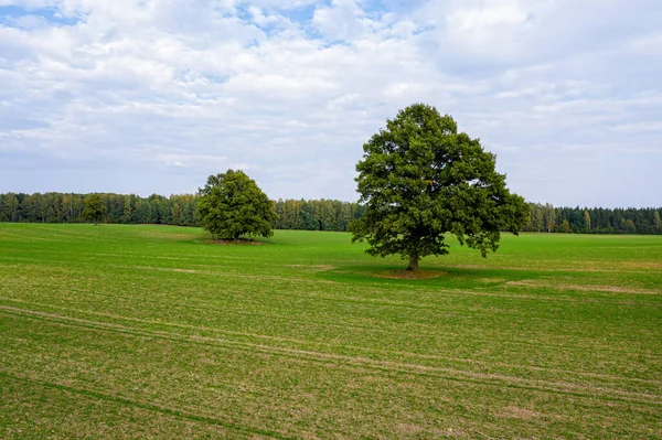 Several Large Trees Middle Striped Agricultural Field Edge Forest Concept — Stock Photo, Image