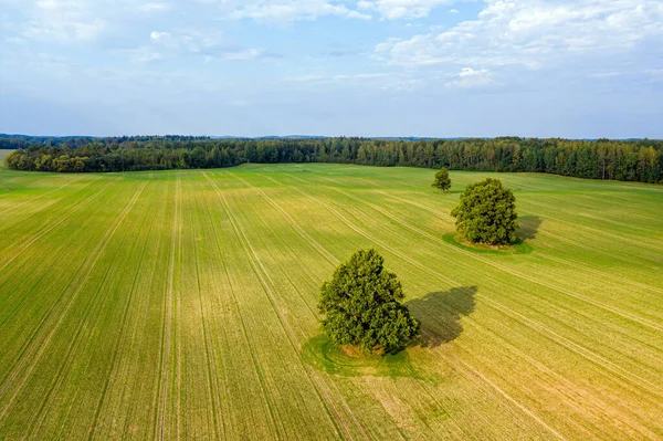 Luftspeiling Flere Store Trær Midt Jordbruksmark Med Striper Utkanten Skog – stockfoto
