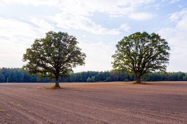 Dva Stromy Uprostřed Obdělávaného Zemědělského Pole Okraji Lesa Pole Traktorovými — Stock fotografie