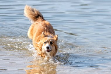 Galli Corgi Pembroke kumsalda suda oynayan tüylü bir köpek.