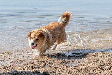Mutlu Galli Corgi Pembroke köpeği kumlu sahilde oynuyor ve suya atlıyor.