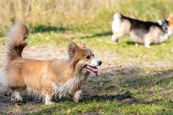 Vários Cães Galeses Corgi Jogar Praia Junto Lago Dia Ensolarado — Fotografia de Stock