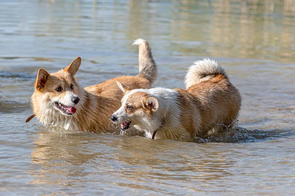 Several Happy Welsh Corgi Pembroke Dogs Playing Jumping Water Sandy — Stock Photo, Image