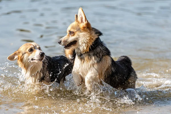 Galês Corgi Pembroke Cão Nada Lago Desfruta Dia Ensolarado — Fotografia de Stock