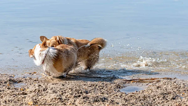 Several Happy Welsh Corgi Dogs Playing Jumping Water Sandy Beach — Stock Photo, Image