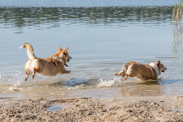 Varios Perros Corgi Galeses Felices Jugando Saltando Agua Playa Arena — Foto de Stock