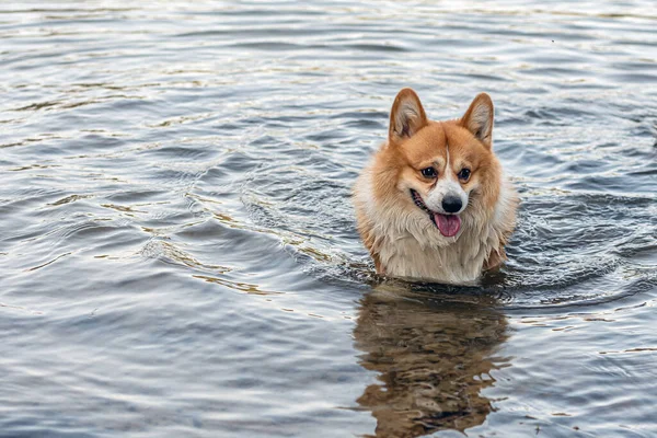 Welsh Corgi Pembroke dog swims in the lake and enjoys a sunny day