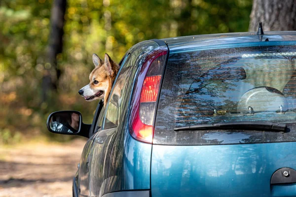 Вельш Коргі Пембрук Собака Їде Машині Головою Вікно — стокове фото