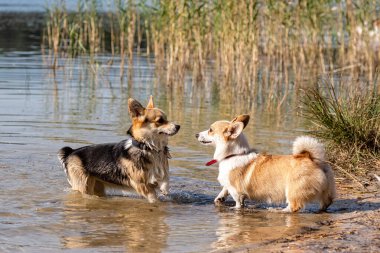 Birkaç Galli Corgi köpeği güneşli bir günde kumlu sahilde oynuyorlar.
