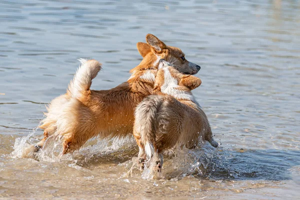 Vários Feliz Galês Corgi Pembroke Cães Brincando Pulando Água Praia — Fotografia de Stock