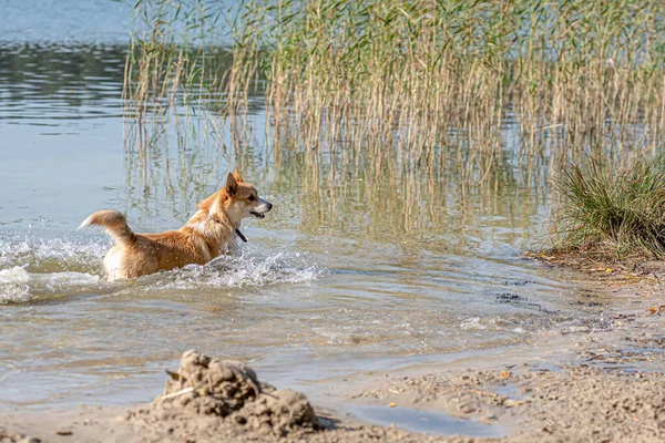 Happy Welsh Corgi Pembroke Dog Playing Jumping Water Sandy Beach — Stock Photo, Image