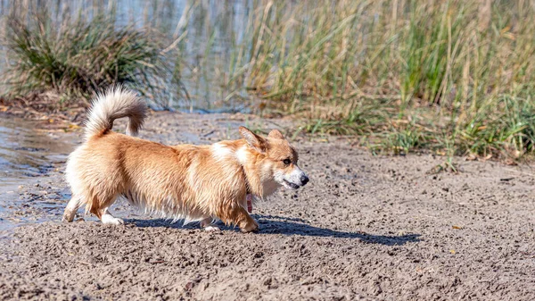 Welsh Corgi Pembroke Sandy Beach Wet Dog — Stock Photo, Image