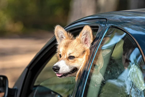Валлийская Собака Корги Пемброк Едет Машине Высунув Голову Окна — стоковое фото