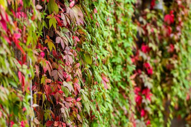 Parthenocissus triküpidata ile sonbahar arkaplanı genellikle Boston sarmaşığı olarak adlandırılır, seçici odaklanma